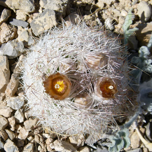 Desert Spinystar