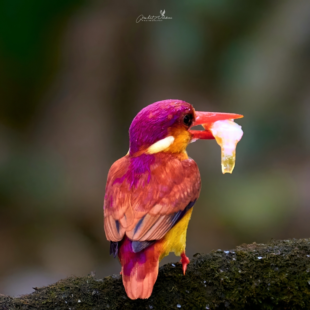 rufous-backed-dwarf-kingfisher-from-64hc-7r2-kembang-jatimulyo-kec