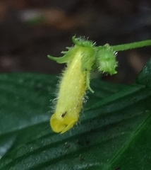 Gasteranthus wendlandianus image