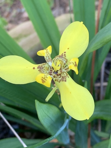 yellow walking iris