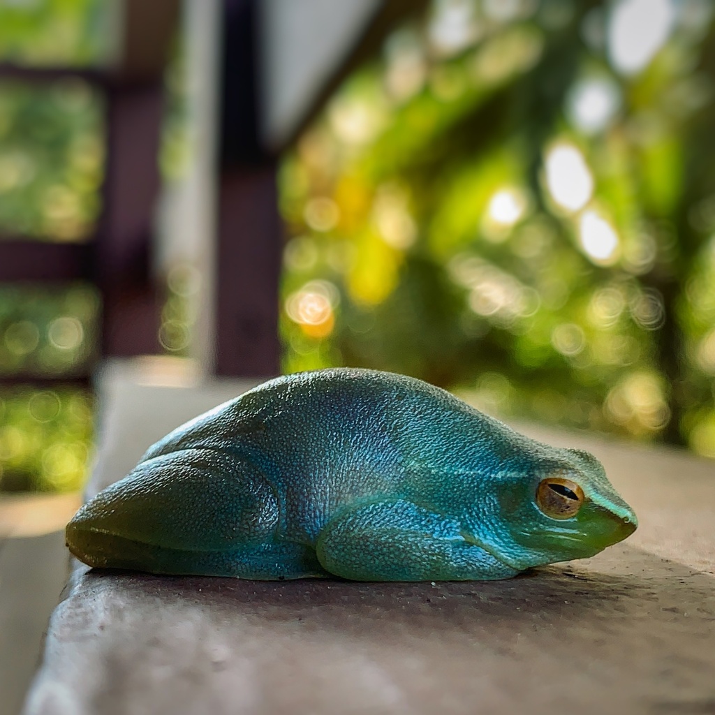 greater-hatchet-faced-tree-frog-from-trinidad-trinidad-and-tobago-tt