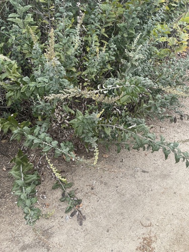 iNaturalist observation photo of California mugwort