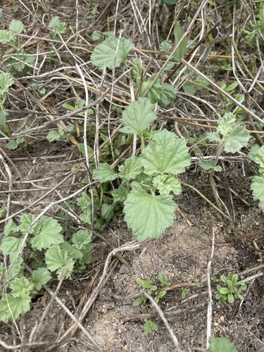 iNaturalist observation photo of alkali mallow