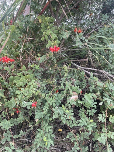 iNaturalist observation photo of California Wild Rose