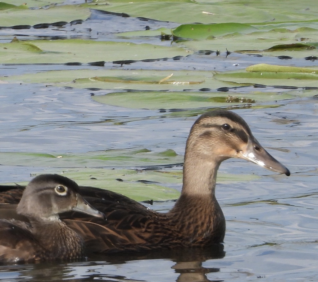 American Black Duck from Sherburne National Wildlife Refuge, Big Lake ...