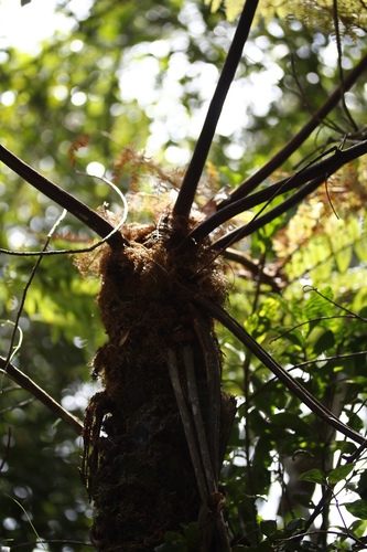 Cyathea poolii