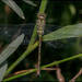 Rhionaeschna planaltica - Photo (c) RAP, todos los derechos reservados, uploaded by RAP