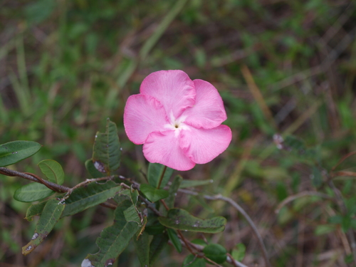 Mesechites roseus