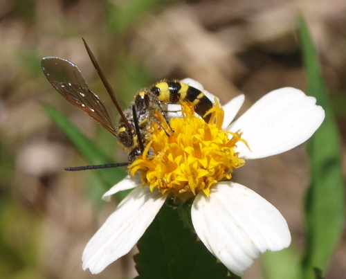 Dielis trifasciata trifasciata