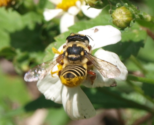 Megachile poeyi