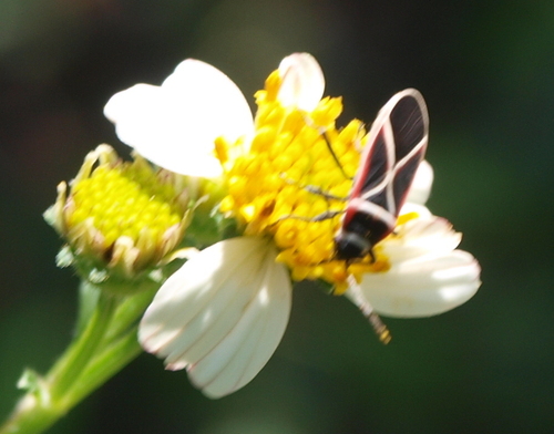 Ochrostomus pulchellus