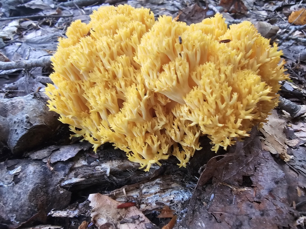 Phaeoclavulina myceliosa from Poestenkill, NY, USA on September 3, 2023 ...