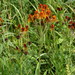 Scarlet Groundsel - Photo (c) snv2, all rights reserved, uploaded by snv2