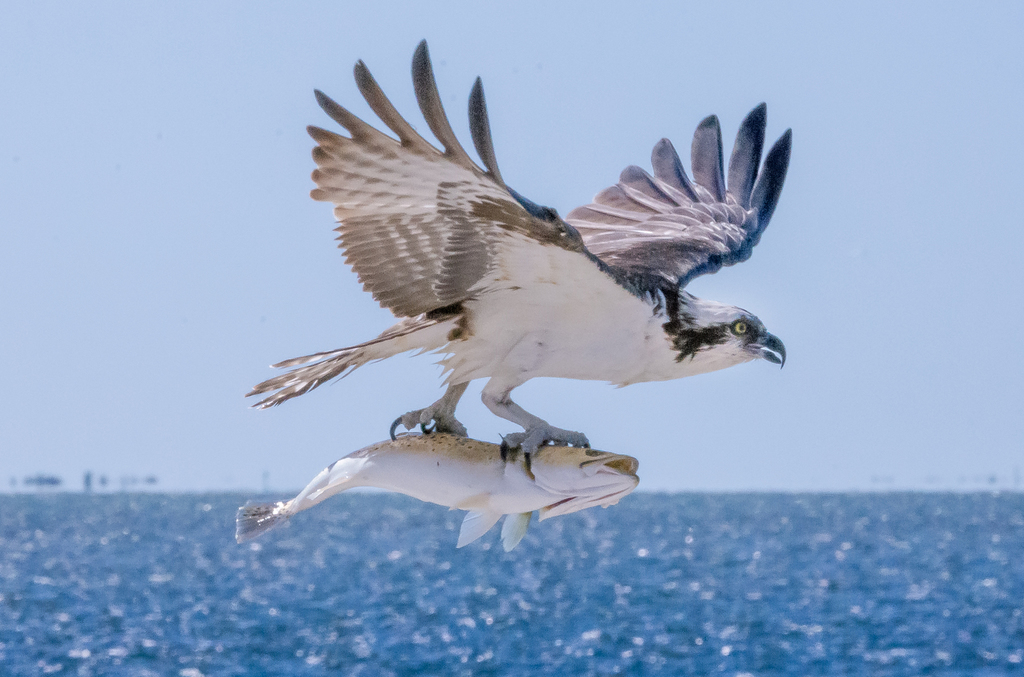 Águila Pescadora (Pandion haliaetus) · NaturaLista Mexico