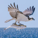 Ospreys - Photo (c) nickmandalou, all rights reserved