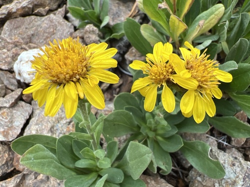 Tonestus lyallii (A.Gray) A.Nelson