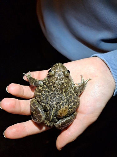 Iberian Spadefoot