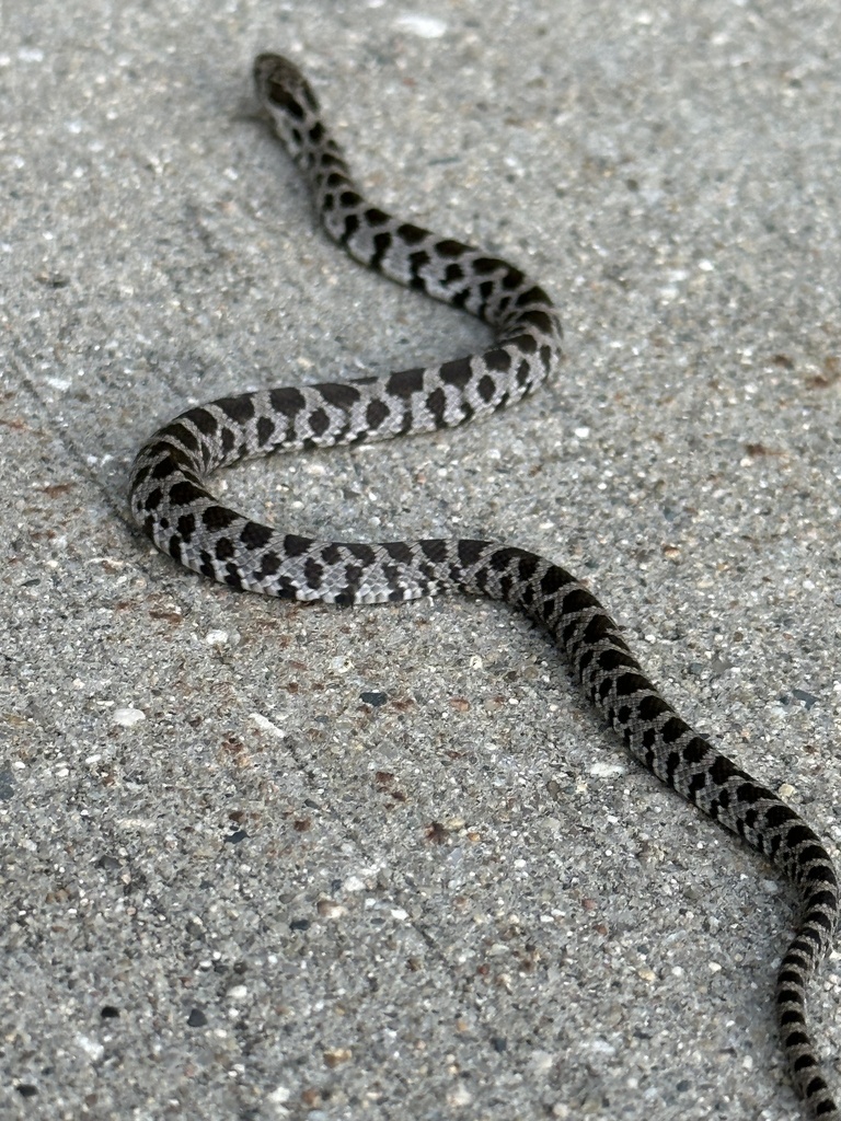 Fox Snake In Iowa Western Foxsnake from Arbor Lake Shelter, Grinnell, IA, US on September ...