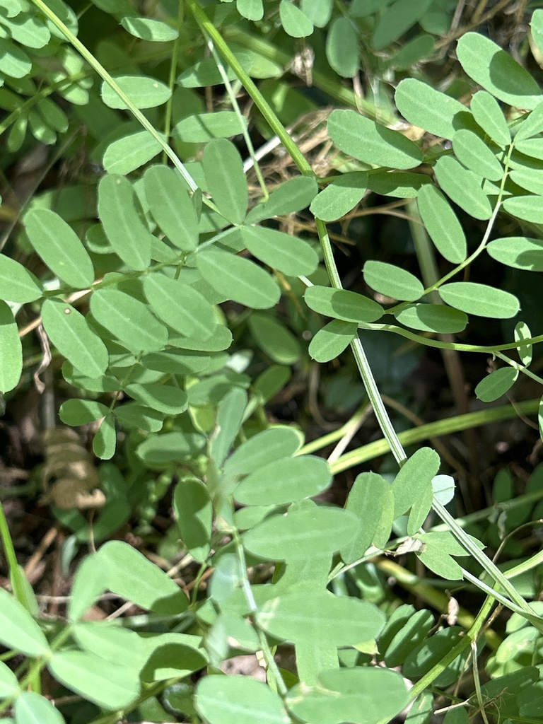 purple crownvetch from Monk Botanical Gardens, Wausau, WI, US on ...