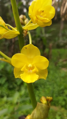 Cyrtopodium glutiniferum