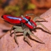 Ilargus coccineus - Photo (c) Isaias De Lima, all rights reserved, uploaded by Isaias De Lima