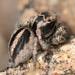 Maddison's Jumping Spider - Photo (c) deannadodgson, all rights reserved, uploaded by deannadodgson
