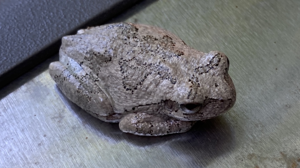 Gray Treefrog Species Complex in September 2023 by C R. Approx 1-3/4 ...