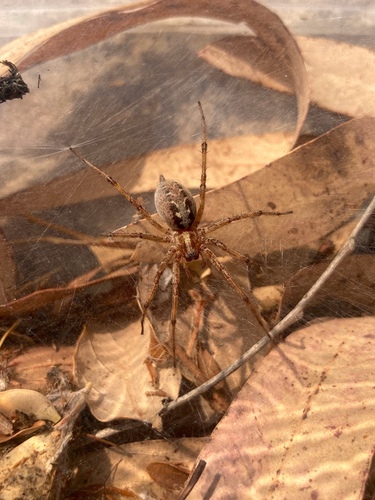 Labirintinis Piltuvininkas nuotrauka