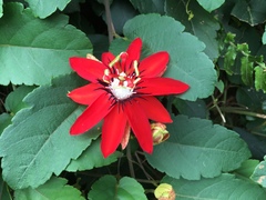 Image of Passiflora miniata