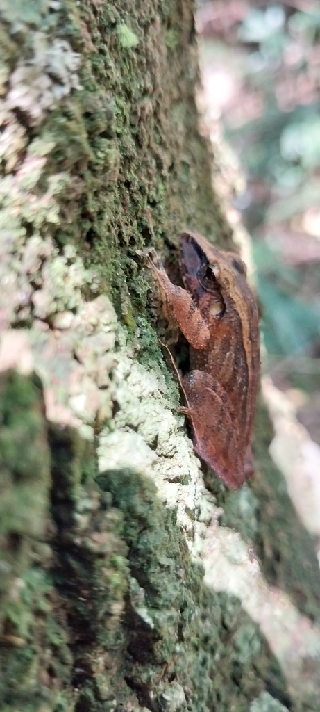 Haddadus binotatus from Tijuca, Rio de Janeiro, BRRJ, BR on September