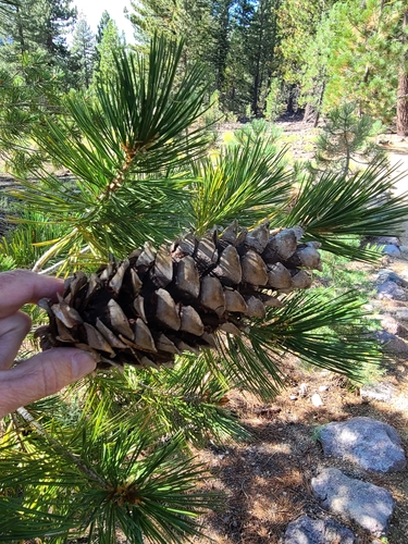 iNaturalist observation 2023-09-03