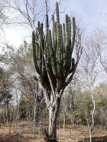 Indian Comb