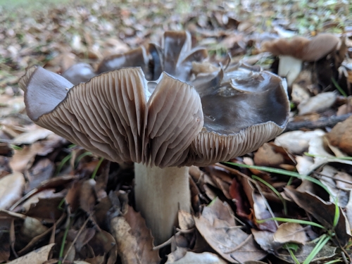 Bleachy Entoloma