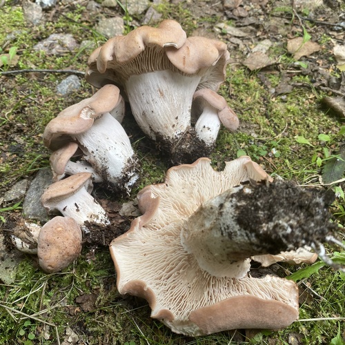 Clitopilus geminus (Paulet) Noordel. & Co-David