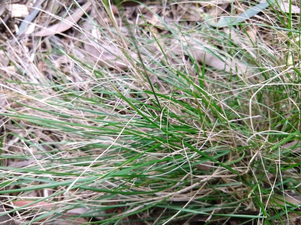 Wallaby grasses from Monbulk VIC 3793, Australia on September 4, 2023