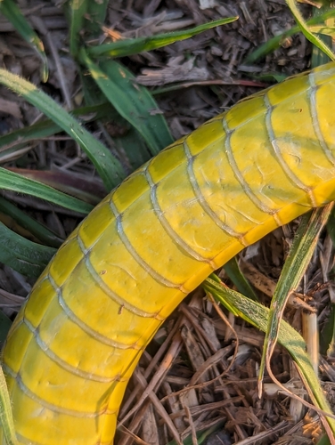 Common Tree Snake sighting