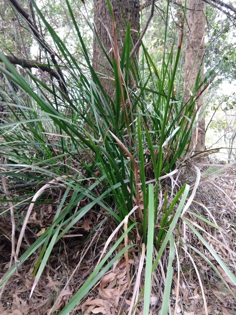 tall sword-sedge from Monbulk VIC 3793, Australia on September 4, 2023 ...