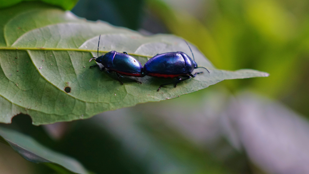 Jewel Bugs from Fort Portal, Uganda on August 25, 2023 at 06:09 AM by ...