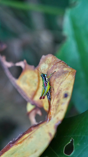 Ruwenzoracris stanleyana