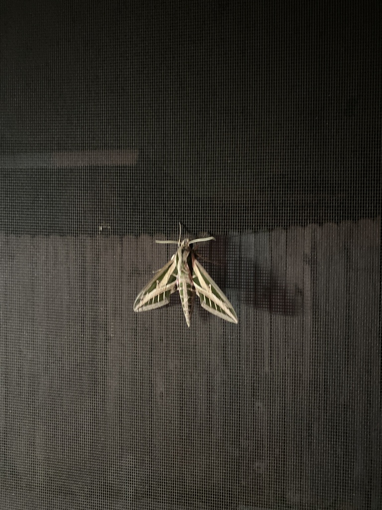 banded-sphinx-from-109th-terr-n-seminole-fl-us-on-september-4-2023