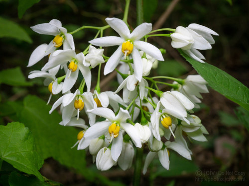 Brazilian Nightshade