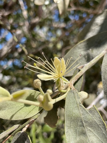 Capparis lasiantha R.Br. ex DC.