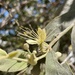 Capparis lasiantha - Photo (c) Andrew Maynard, todos los derechos reservados, subido por Andrew Maynard