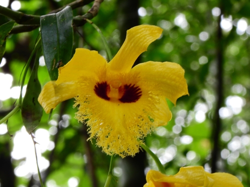 Hookerianum Orchid
