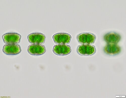 Staurastrum groenbladii