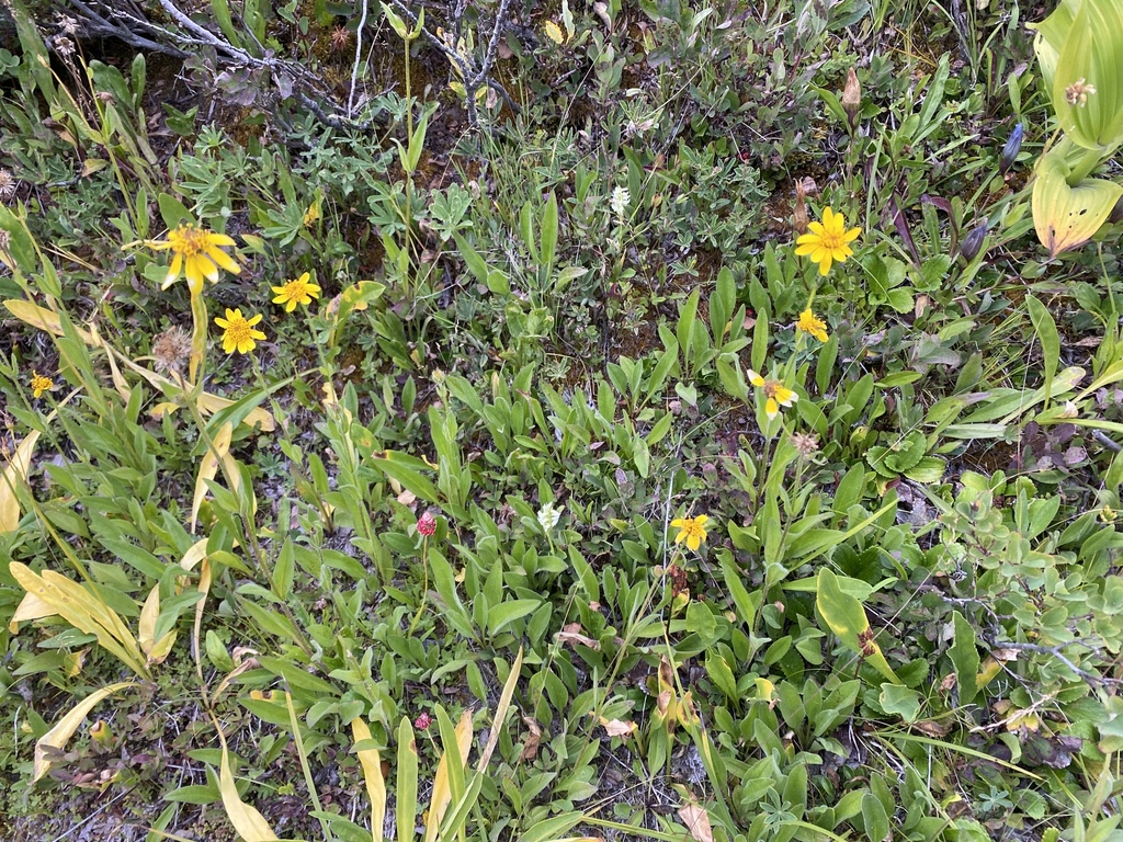 broadleaf arnica from Mount Rainier National Park, Ashford, WA, US on ...