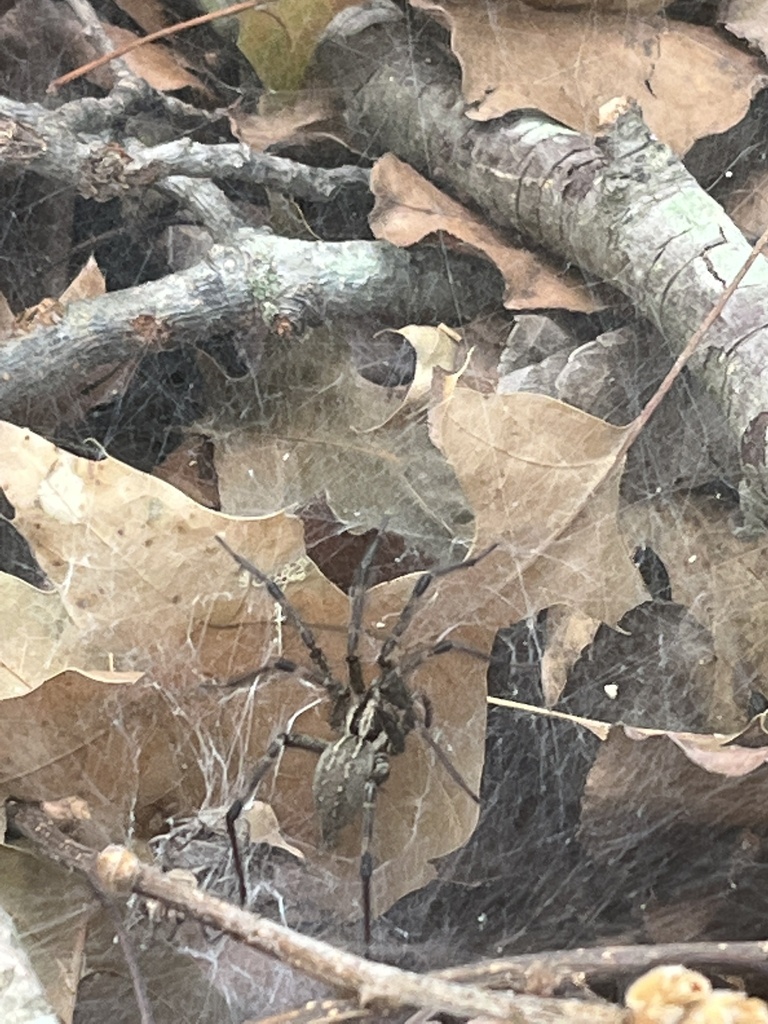 Grass Spiders from Generals Highway Corridor Park, Annapolis, MD, US on