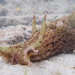 Aplysia californica - Photo (c) Ryan O'Donnell, כל הזכויות שמורות, uploaded by Ryan O'Donnell