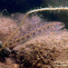 Leopard Darter - Photo (c) Dustin Lynch, all rights reserved, uploaded by Dustin Lynch