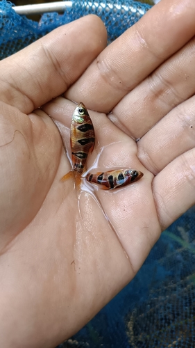 Desmopuntius rhomboocellatus